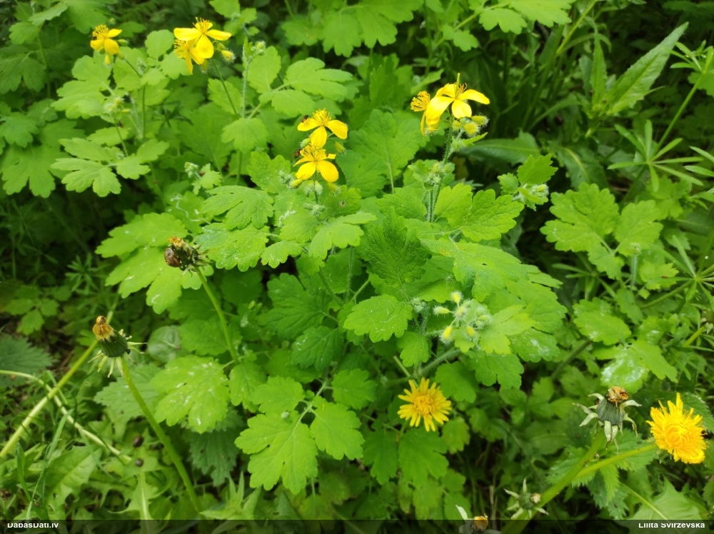 чистотел большой