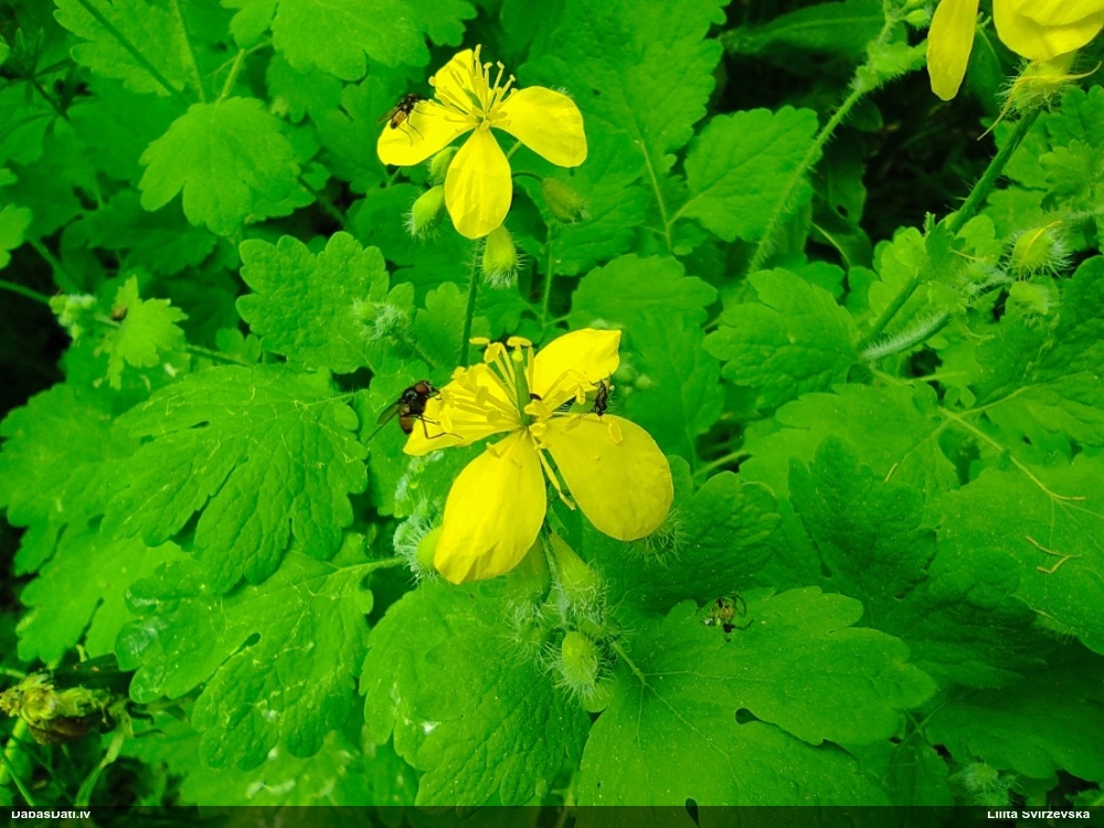 чистотел большой