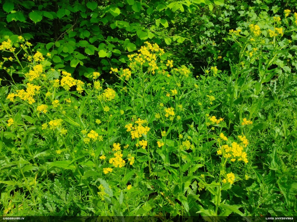 свербига восточная