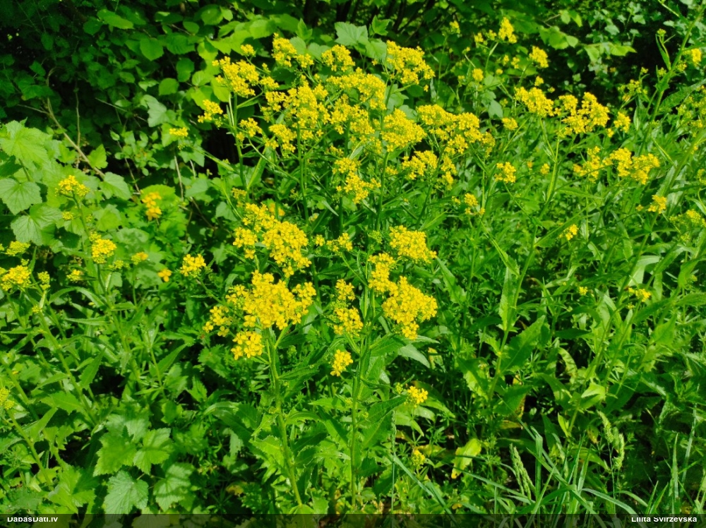 свербига восточная