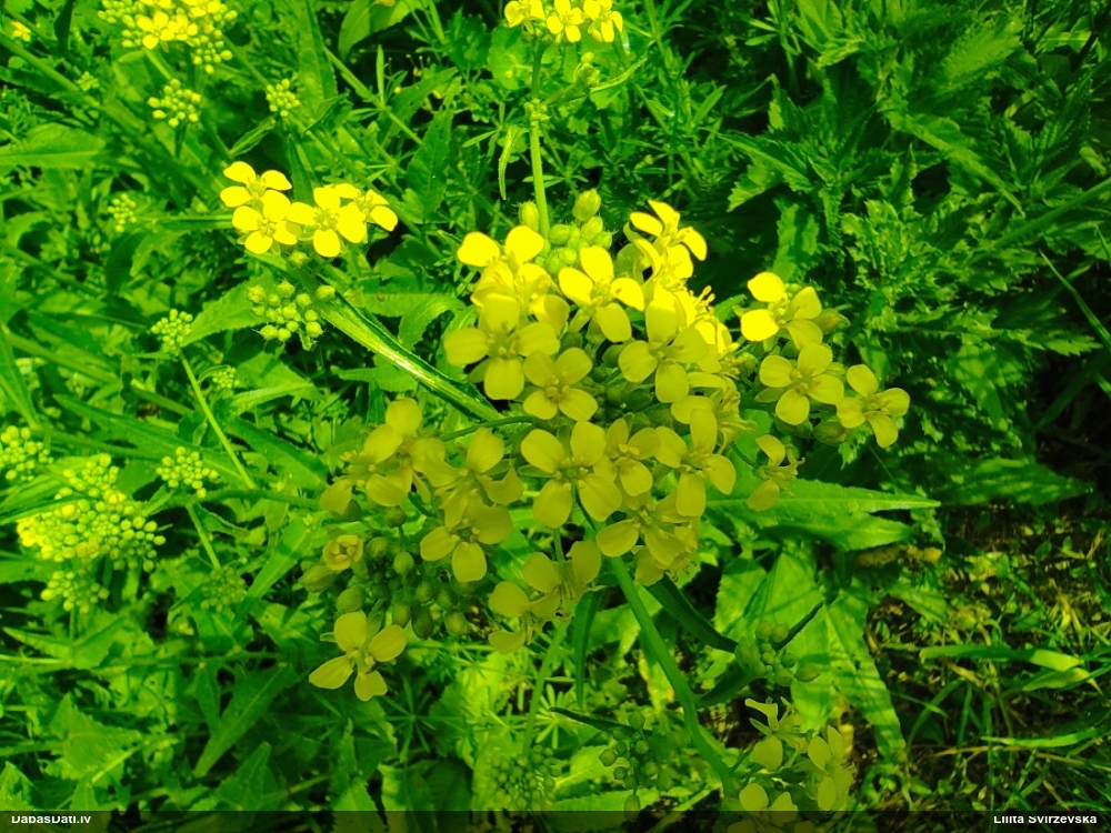 свербига восточная