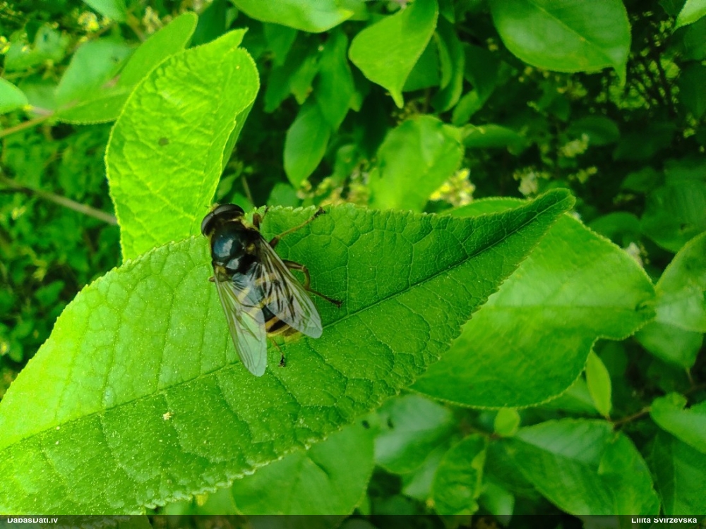 Ziedmuša Sericomyia silentis