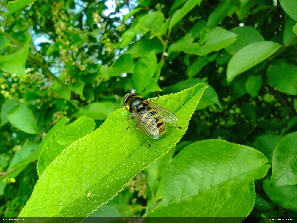 Ziedmuša Sericomyia silentis