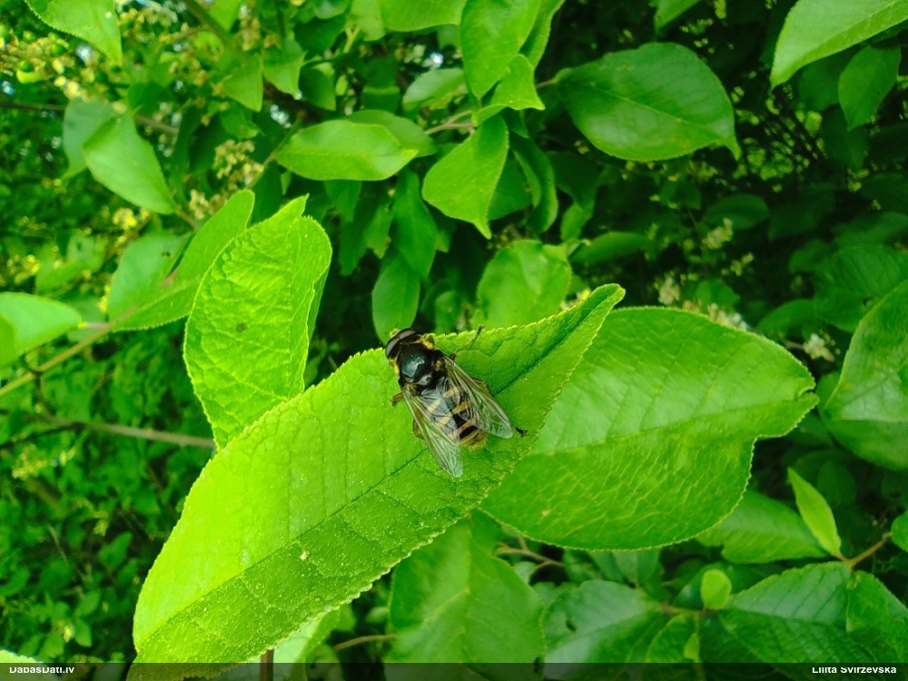Ziedmuša Sericomyia silentis