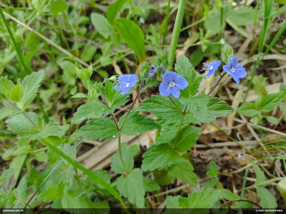 вероника дубравная