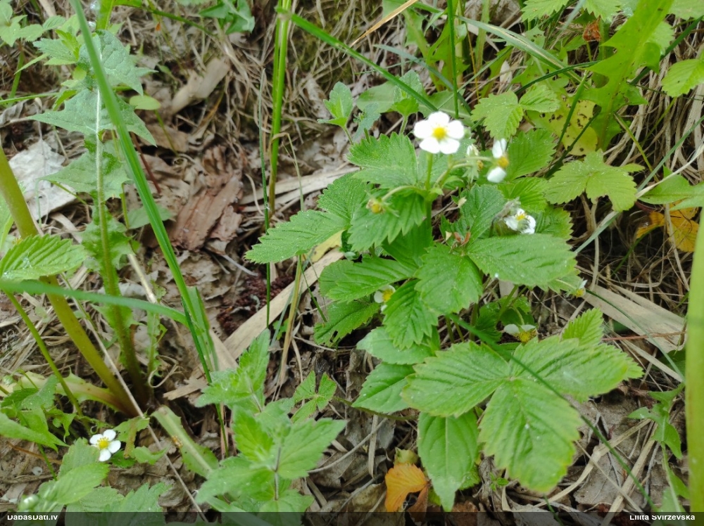 земляника лесная