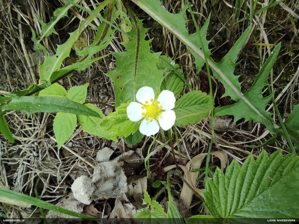 земляника лесная