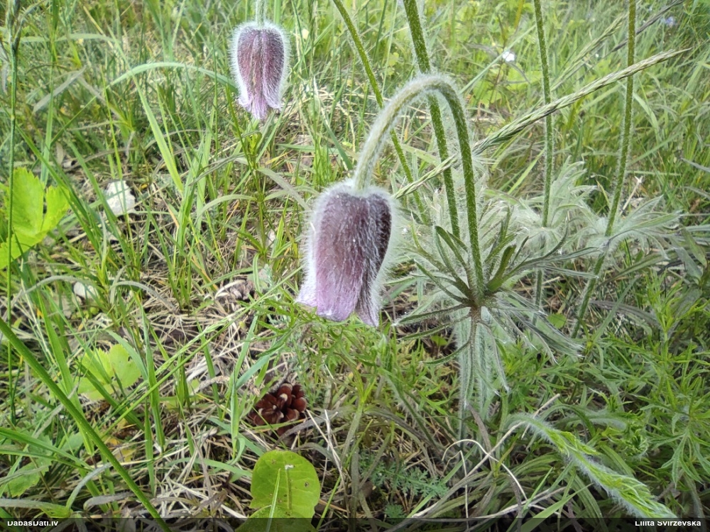 прострел луговой