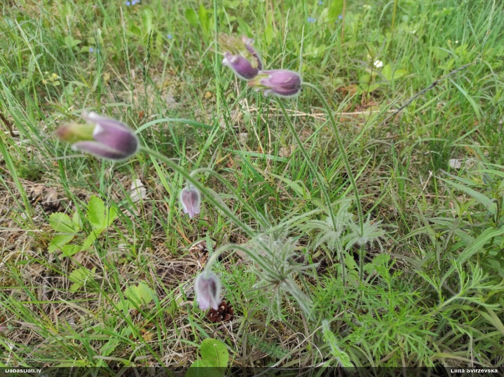 прострел луговой