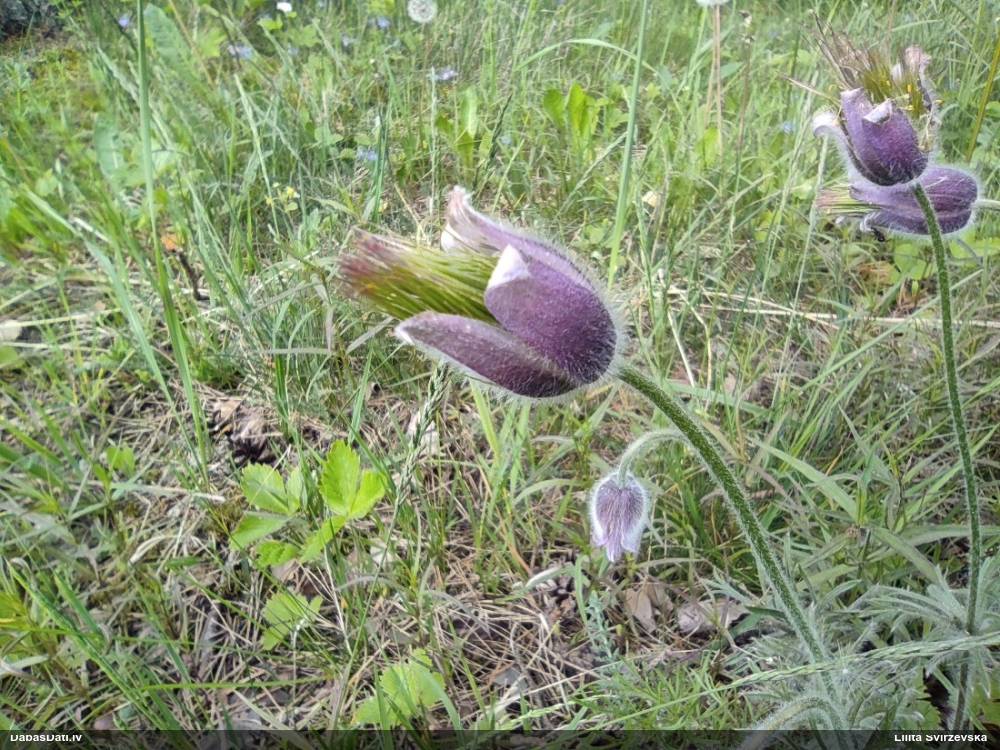 прострел луговой