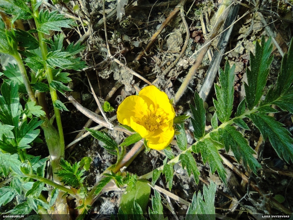 лапчатка гусиная