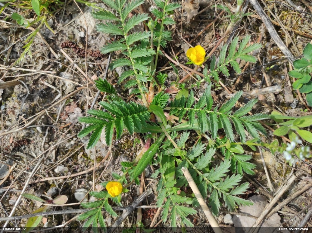 лапчатка гусиная