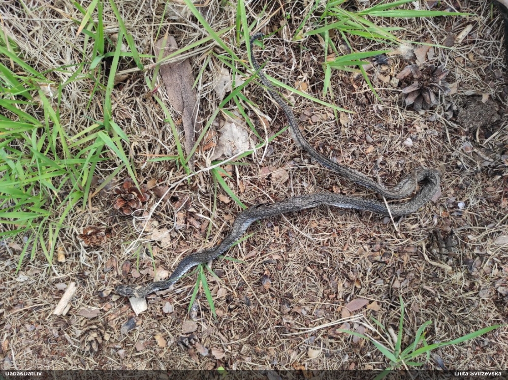 обыкновенный уж