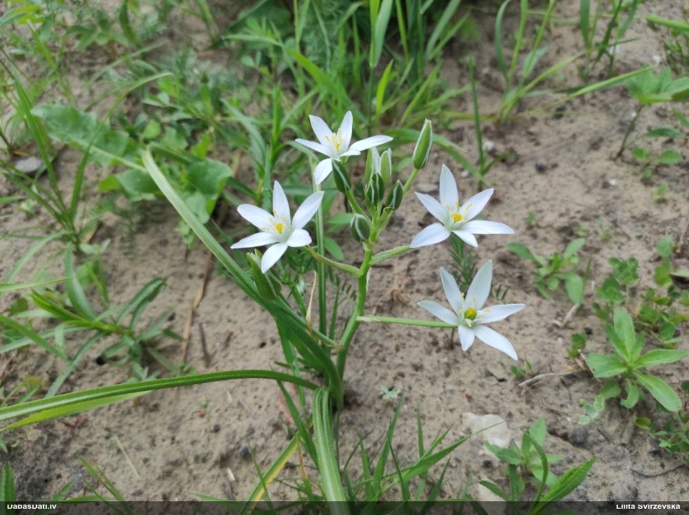 птицемлечник зонтичный