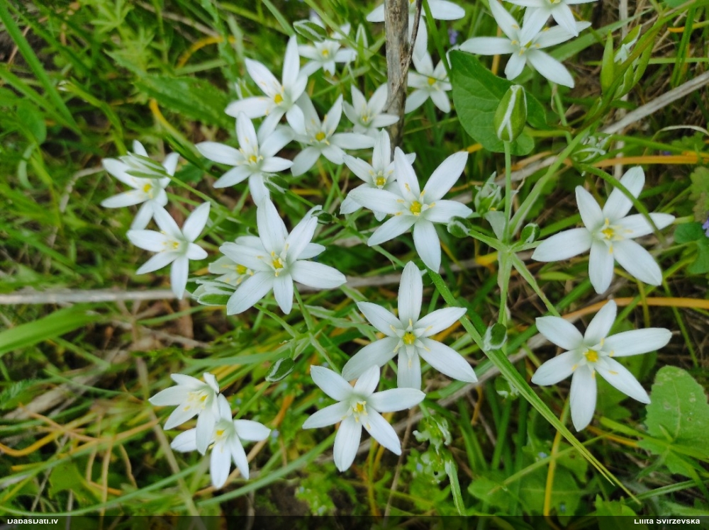 птицемлечник зонтичный