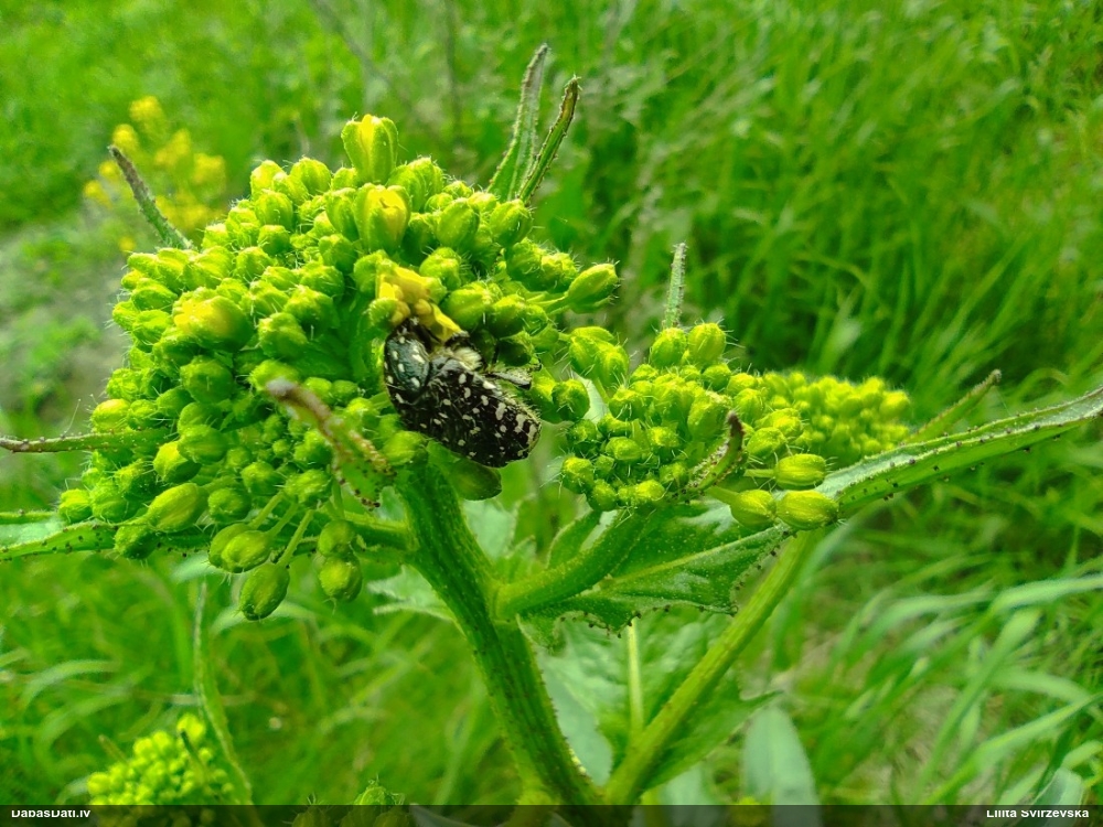 Smirdīgā rožvabole