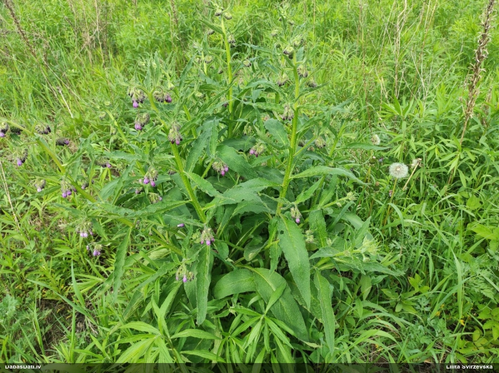 Dziedniecības tauksakne