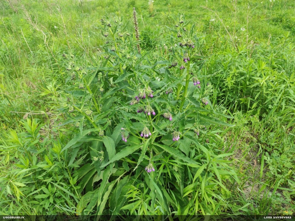 Dziedniecības tauksakne