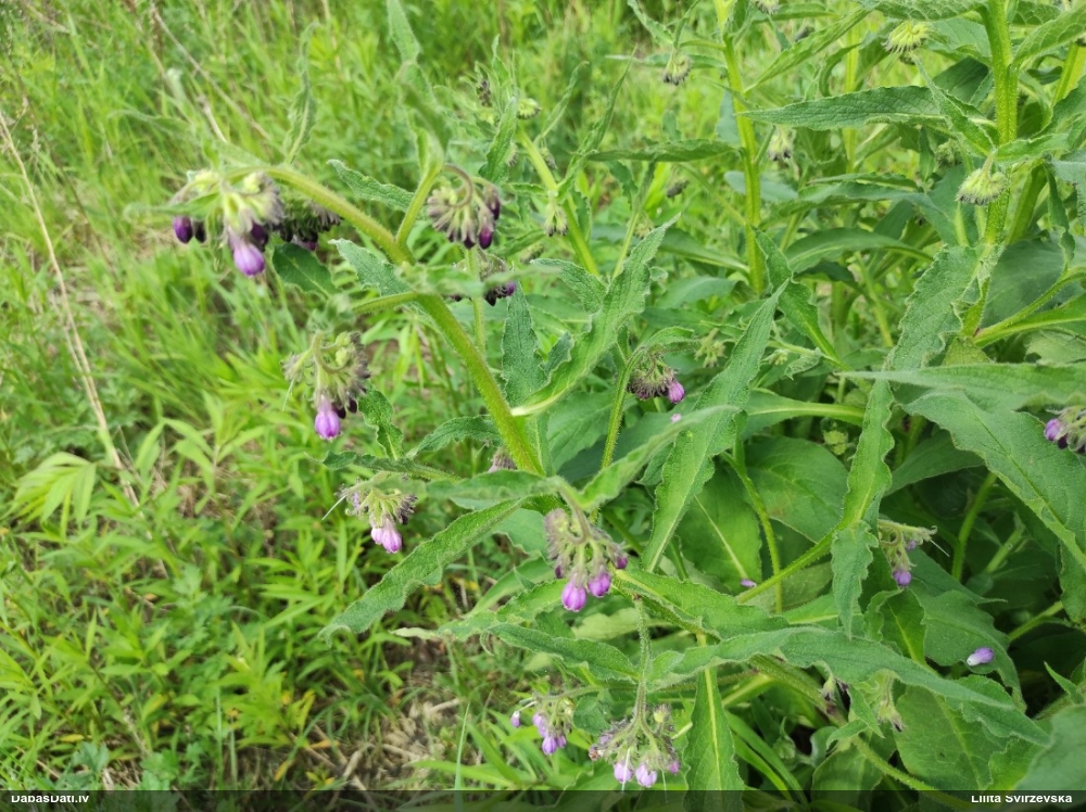 Dziedniecības tauksakne