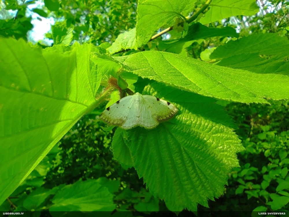 Ievu gludmalu sprīžmetis