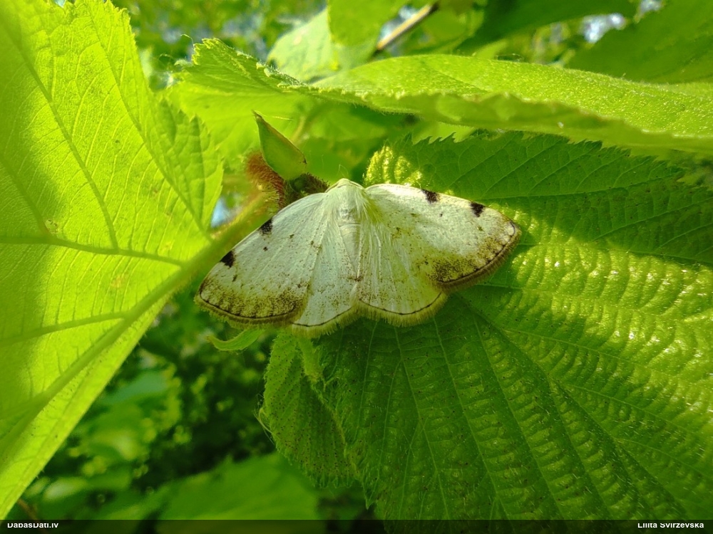 Ievu gludmalu sprīžmetis