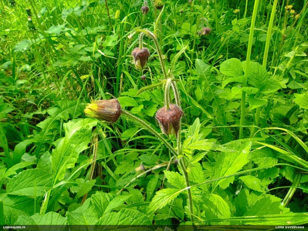 гравилат речной