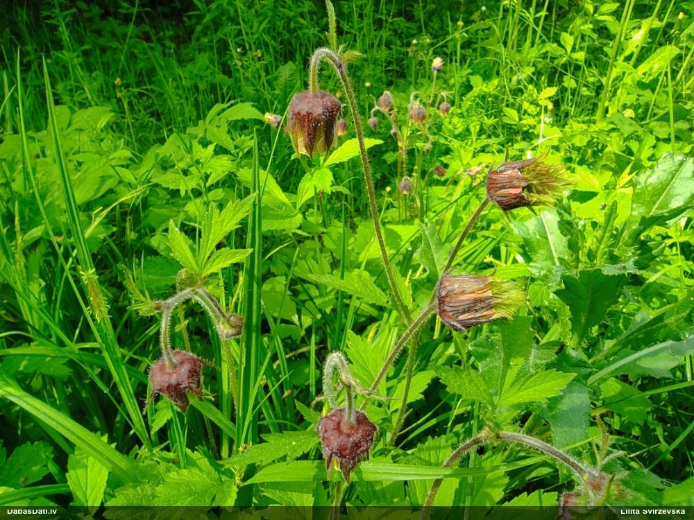 гравилат речной