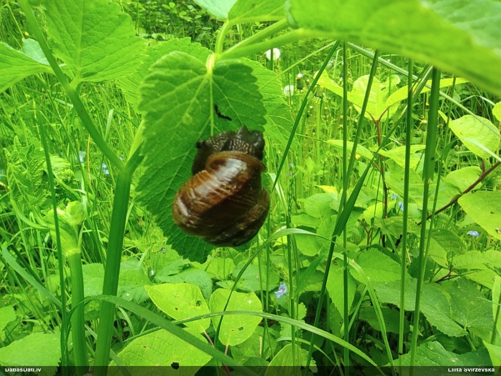 улитка древесная