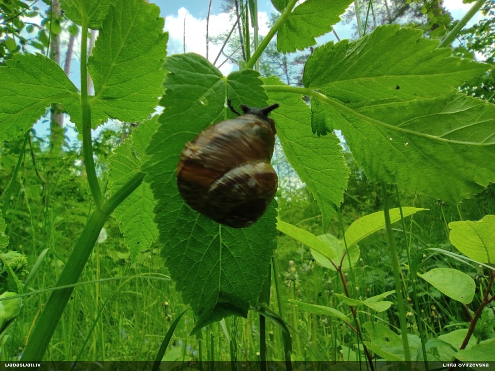 улитка древесная