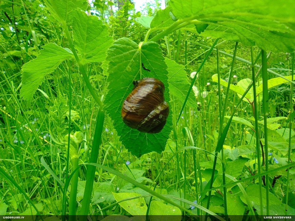 улитка древесная
