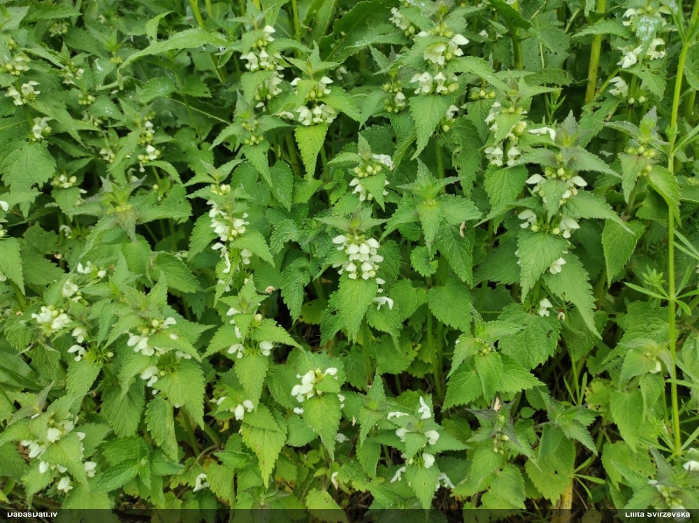 яснотка белая