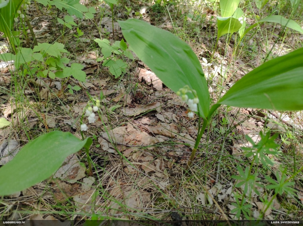 Parastā kreimene, maijpuķīte