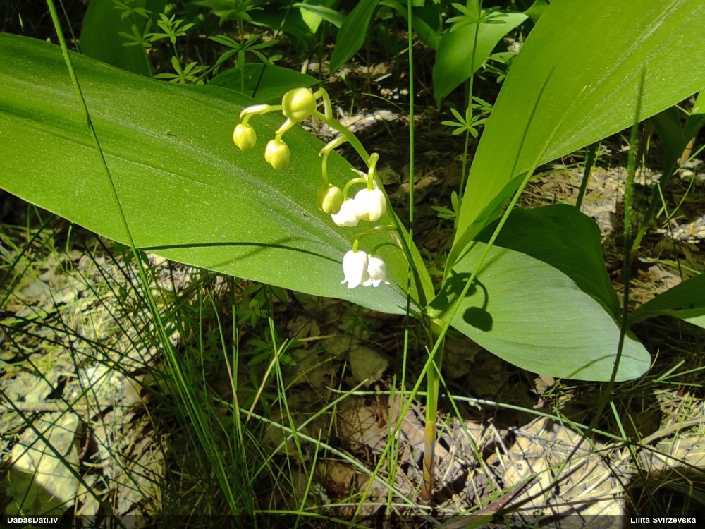Parastā kreimene, maijpuķīte