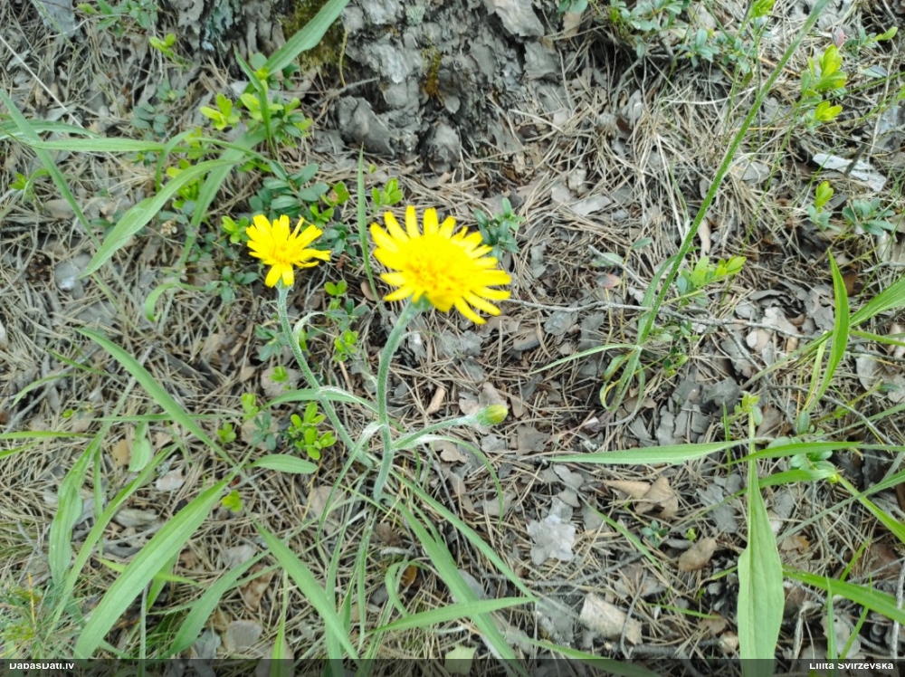 козелец низкий