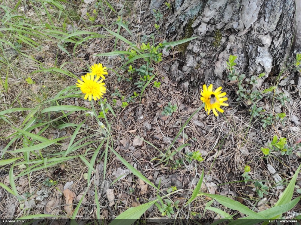 козелец низкий