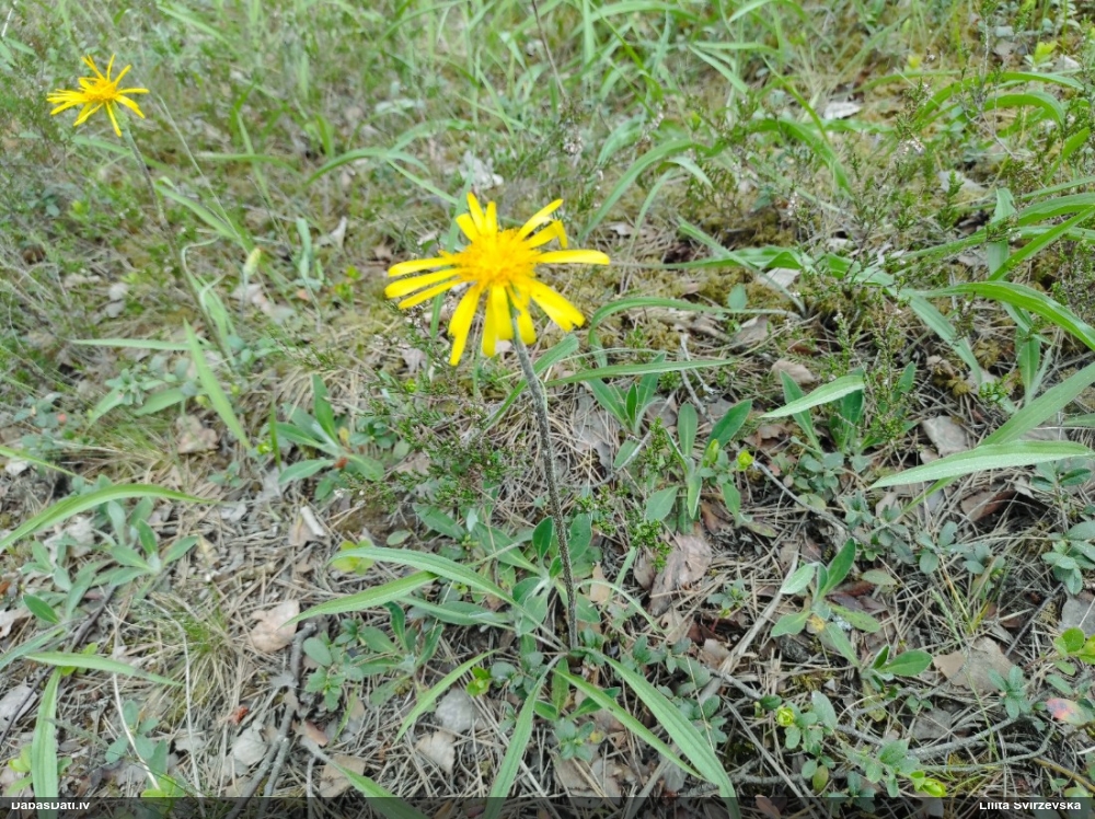 козелец низкий