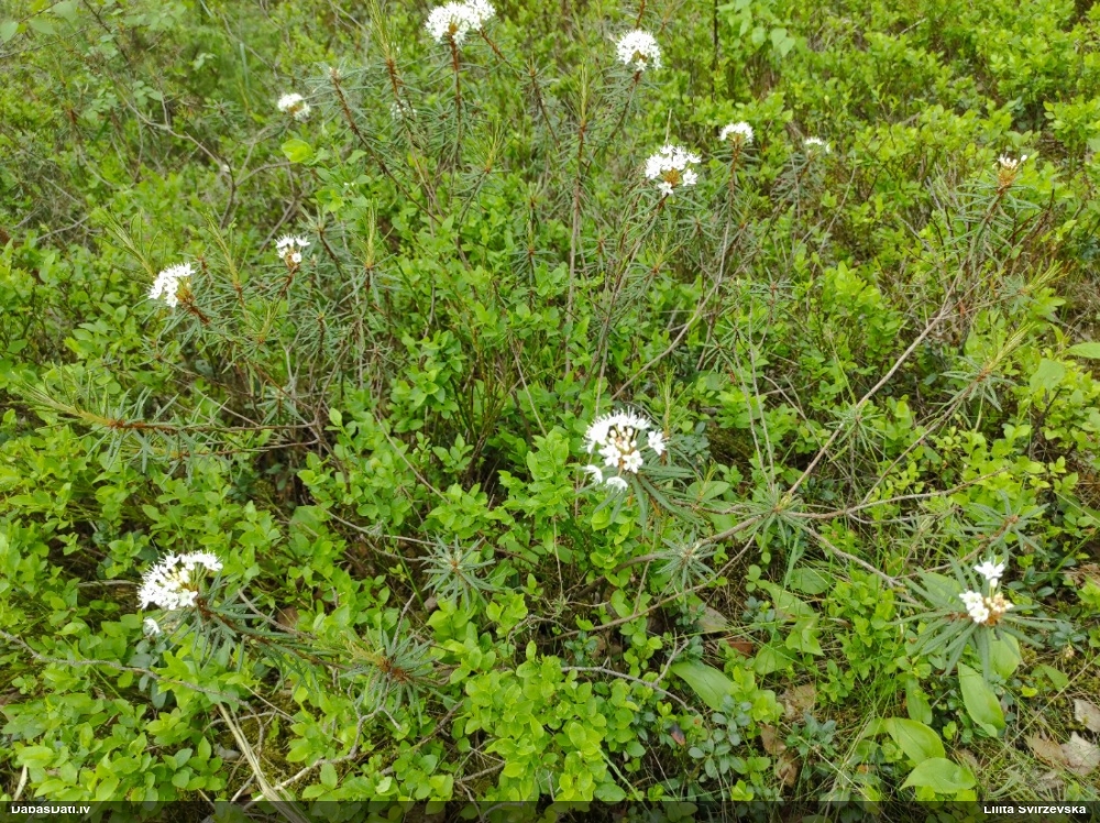 багульник болотный