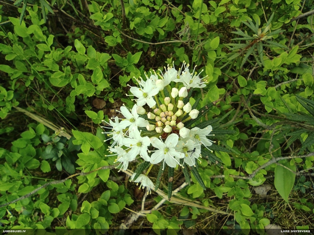 багульник болотный