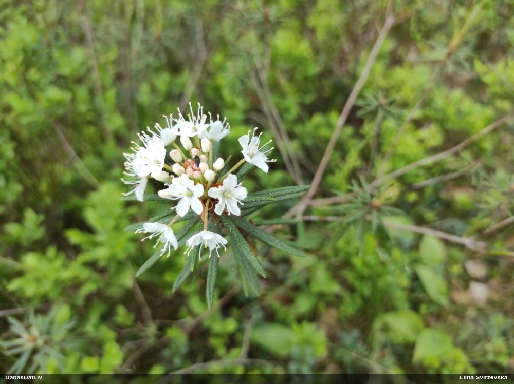 багульник болотный