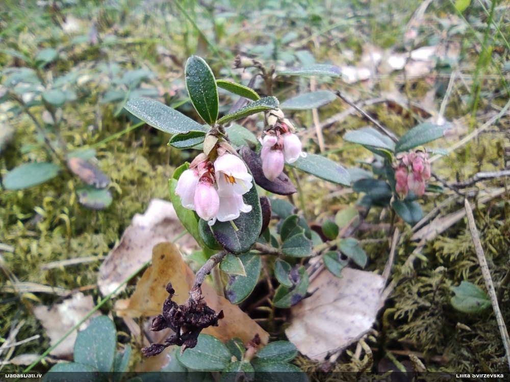 брусника обыкновенная