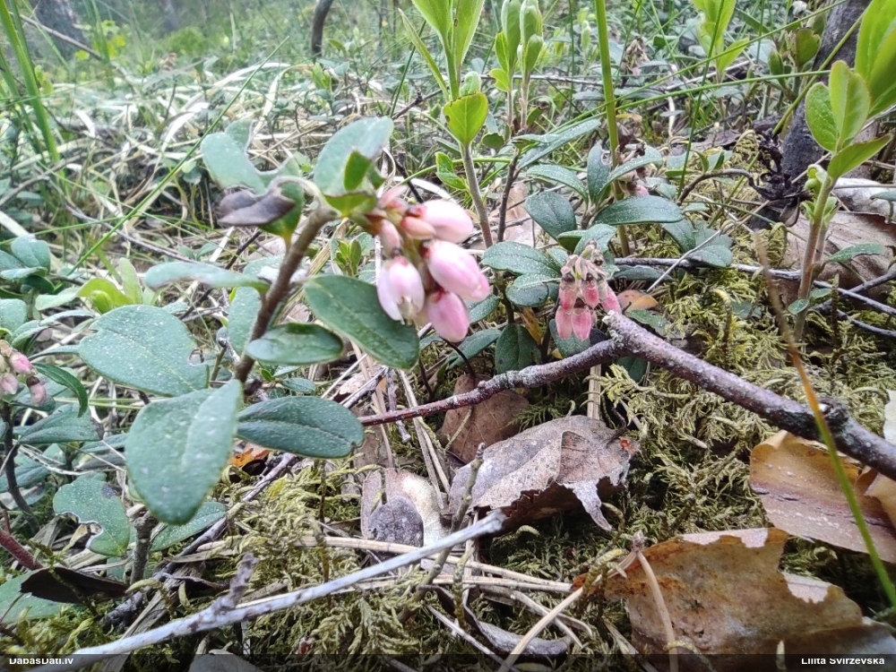 брусника обыкновенная