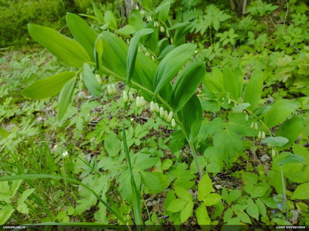 Dziedniecības mugurene