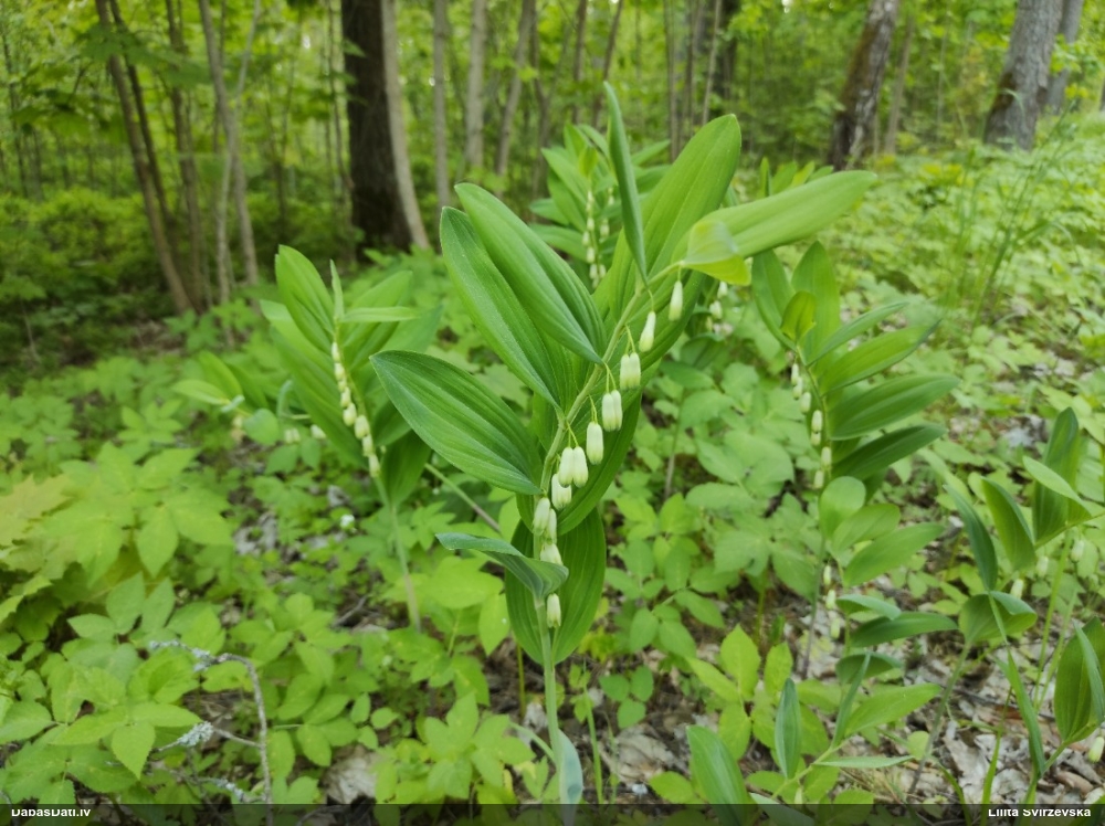 Dziedniecības mugurene