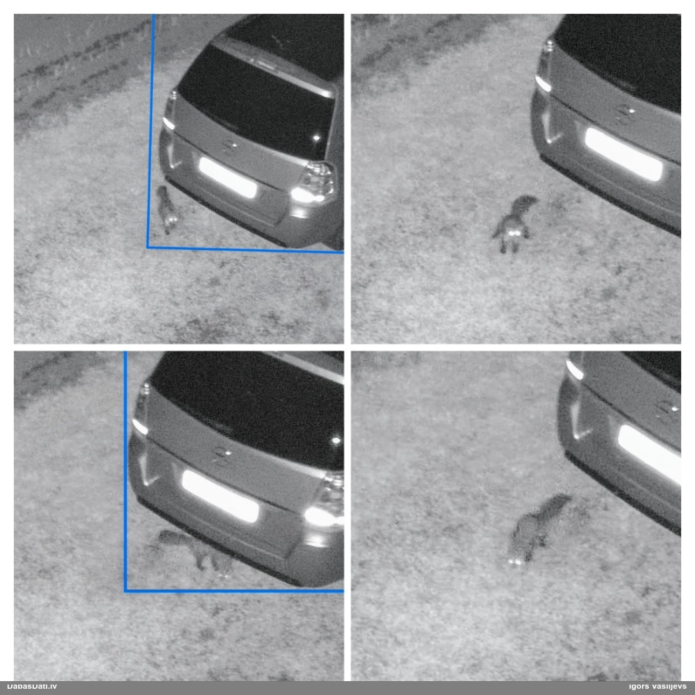 Zīdītājs (nenoteikts)