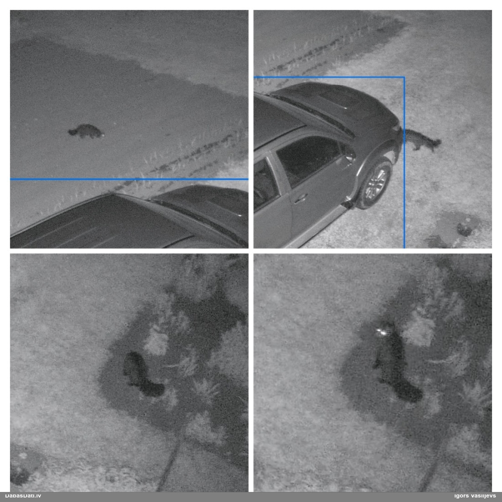 Zīdītājs (nenoteikts)