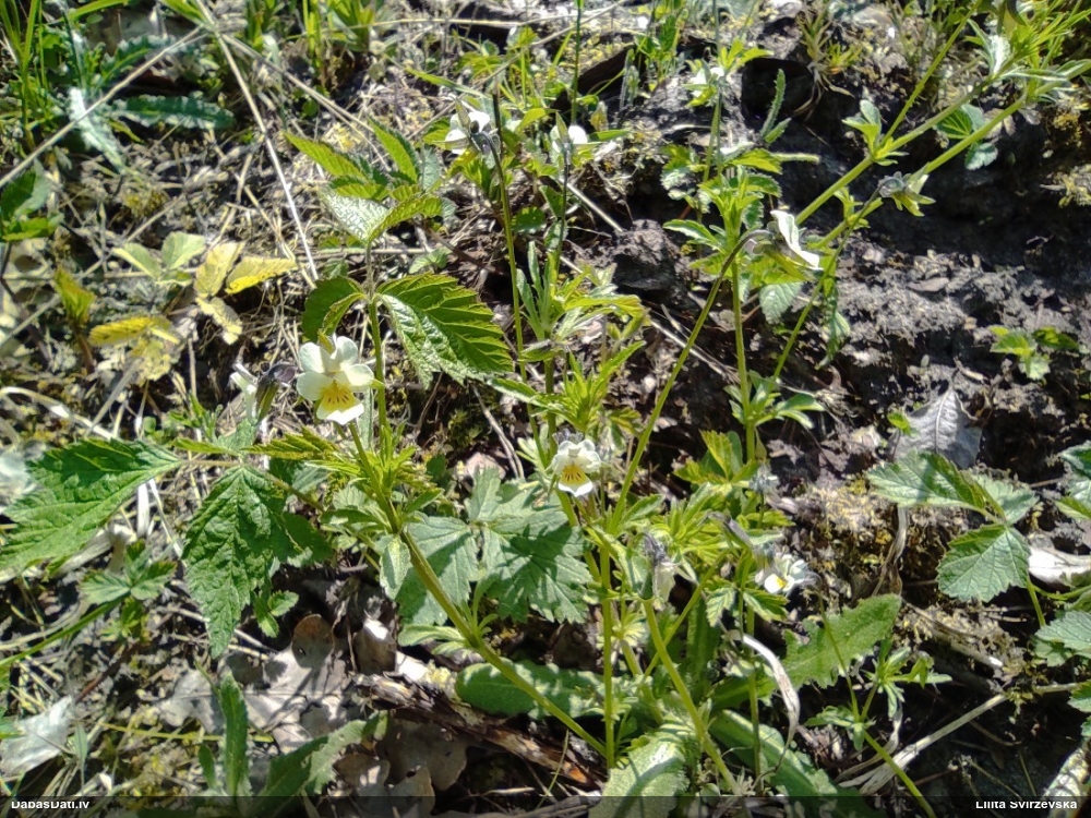 фиалка полевая