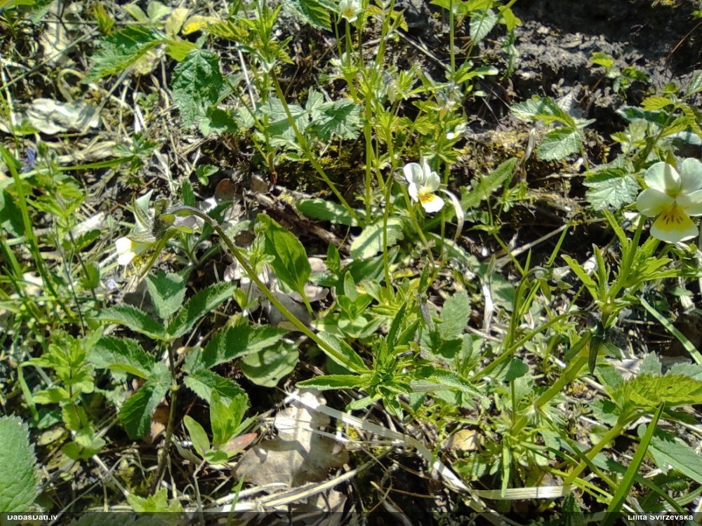 фиалка полевая