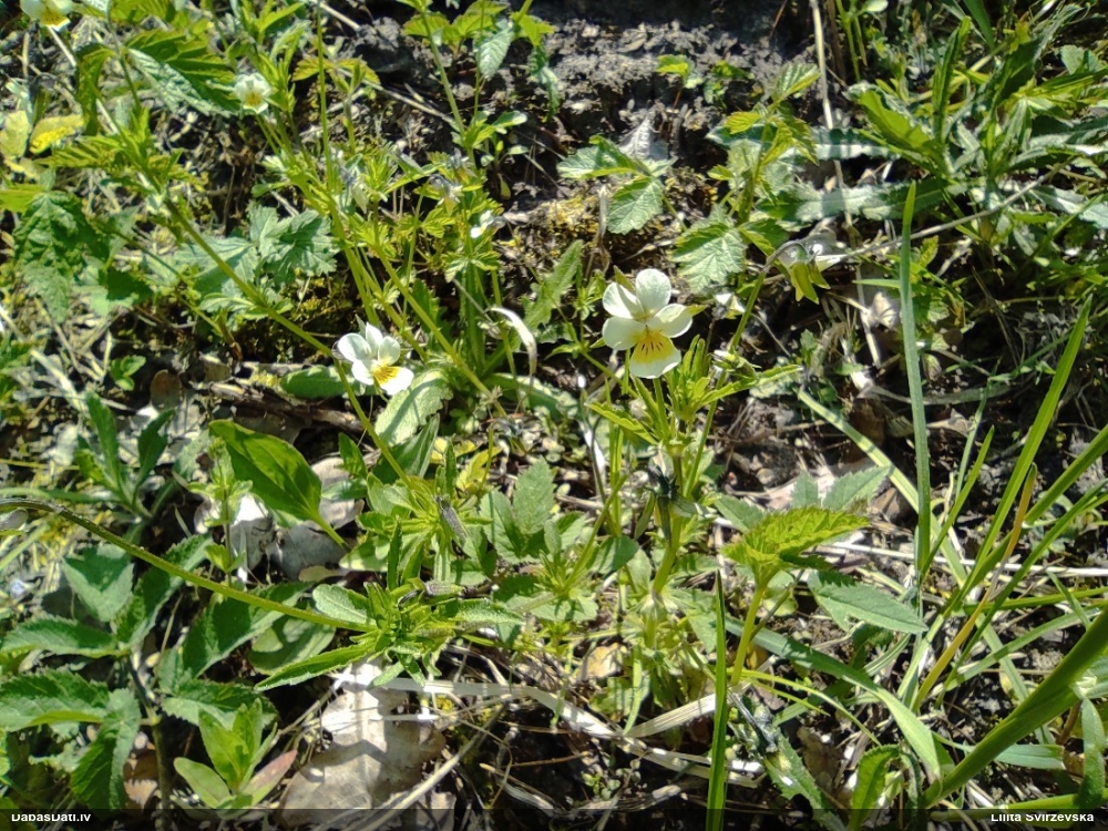 фиалка полевая