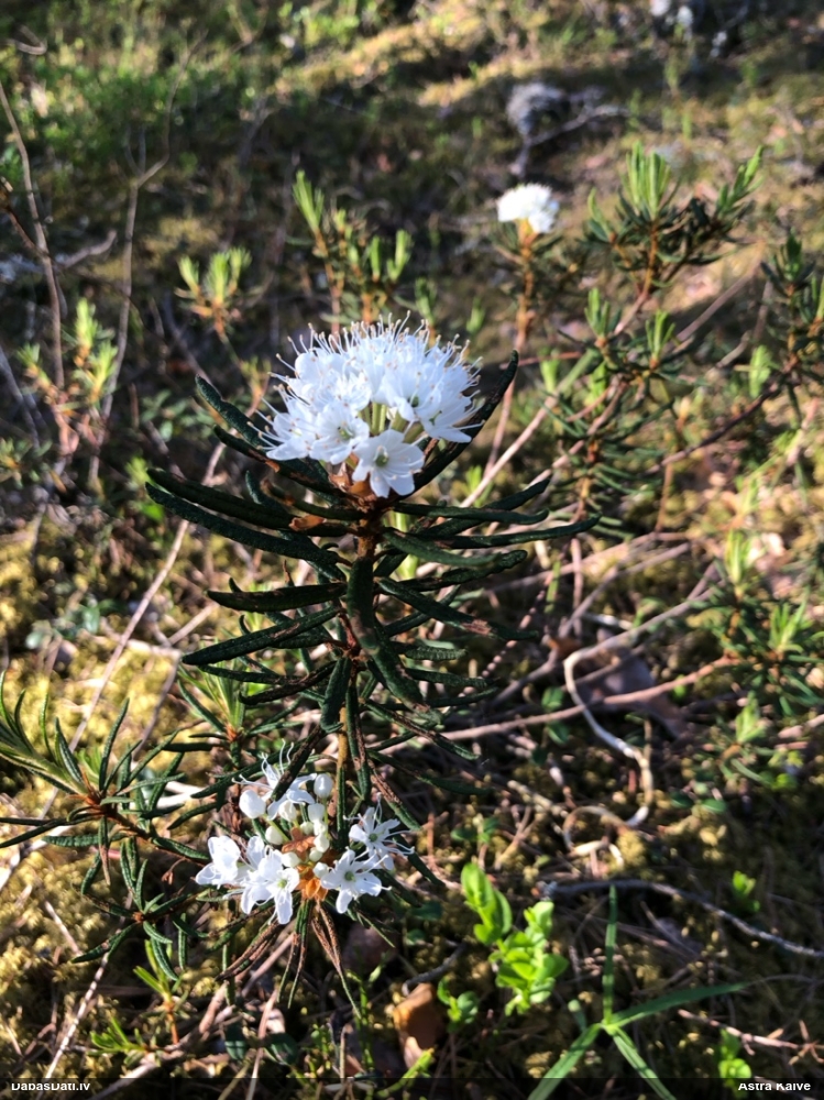 багульник болотный