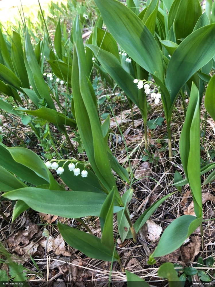 Parastā kreimene, maijpuķīte